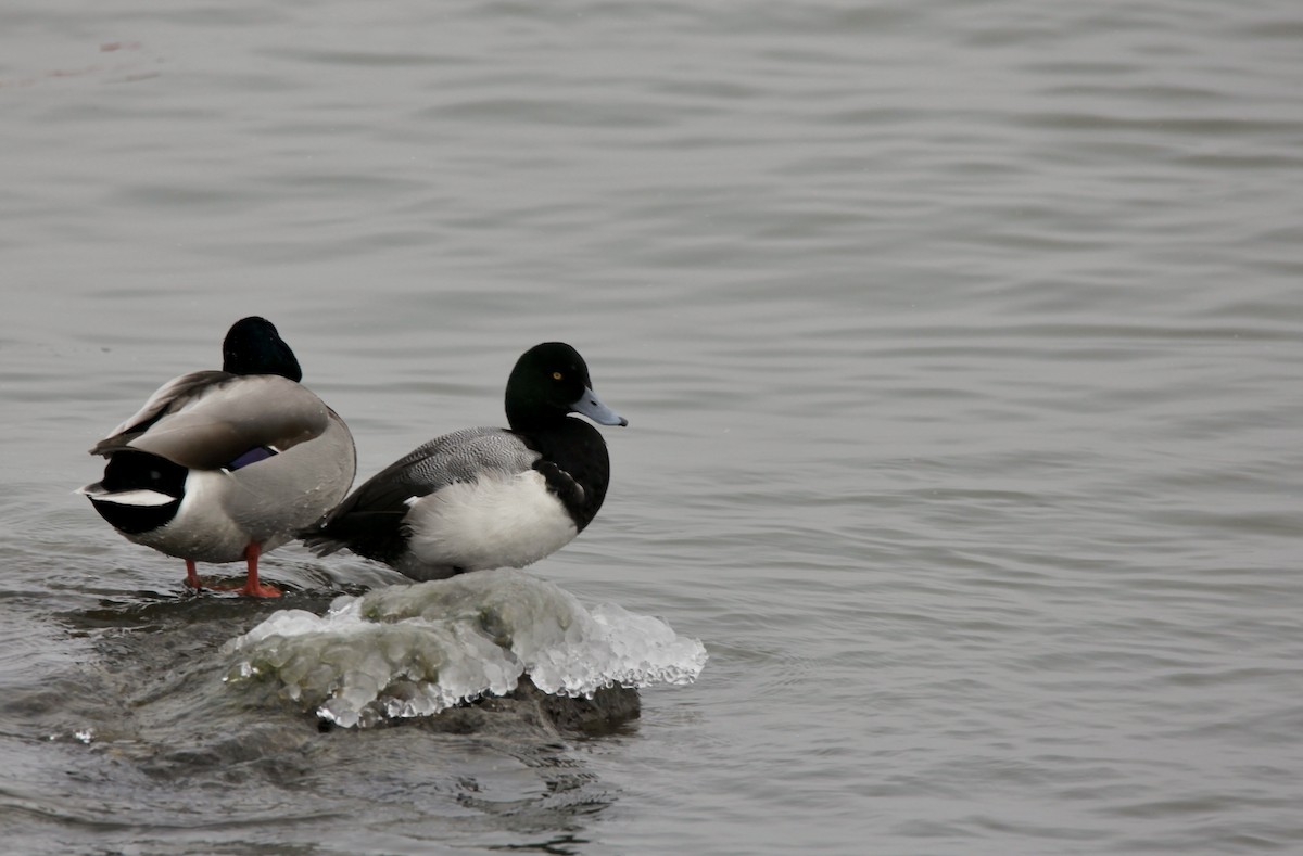 Greater Scaup - ML305357611