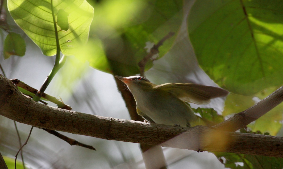 Red-eyed/Chivi Vireo - ML30535781