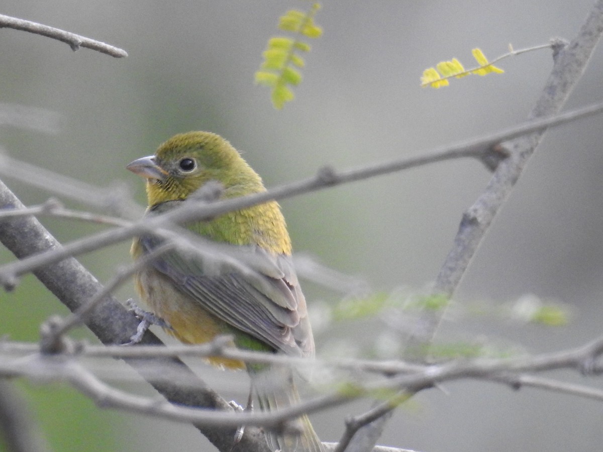 Painted Bunting - ML305360401