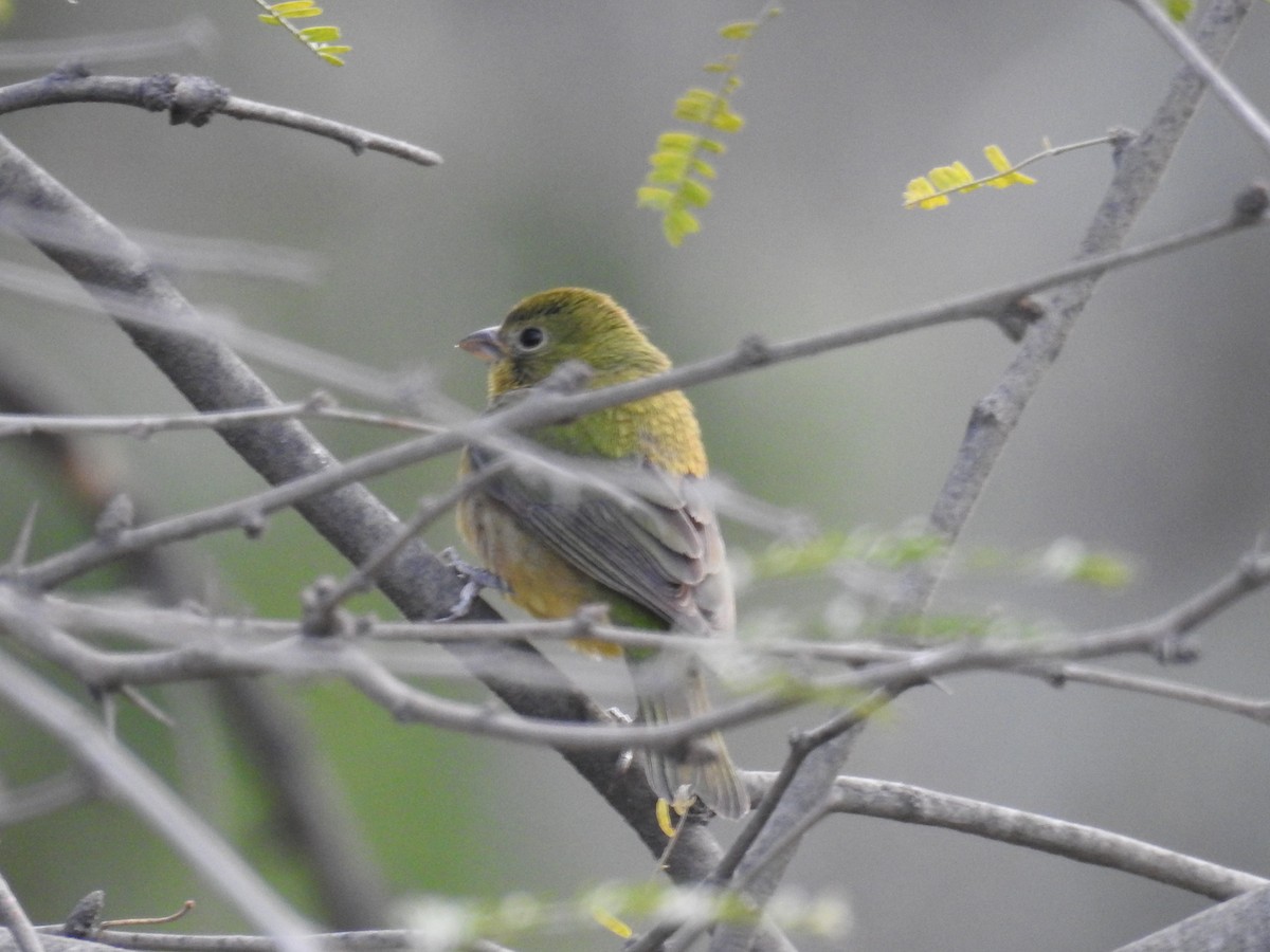 Painted Bunting - ML305361151