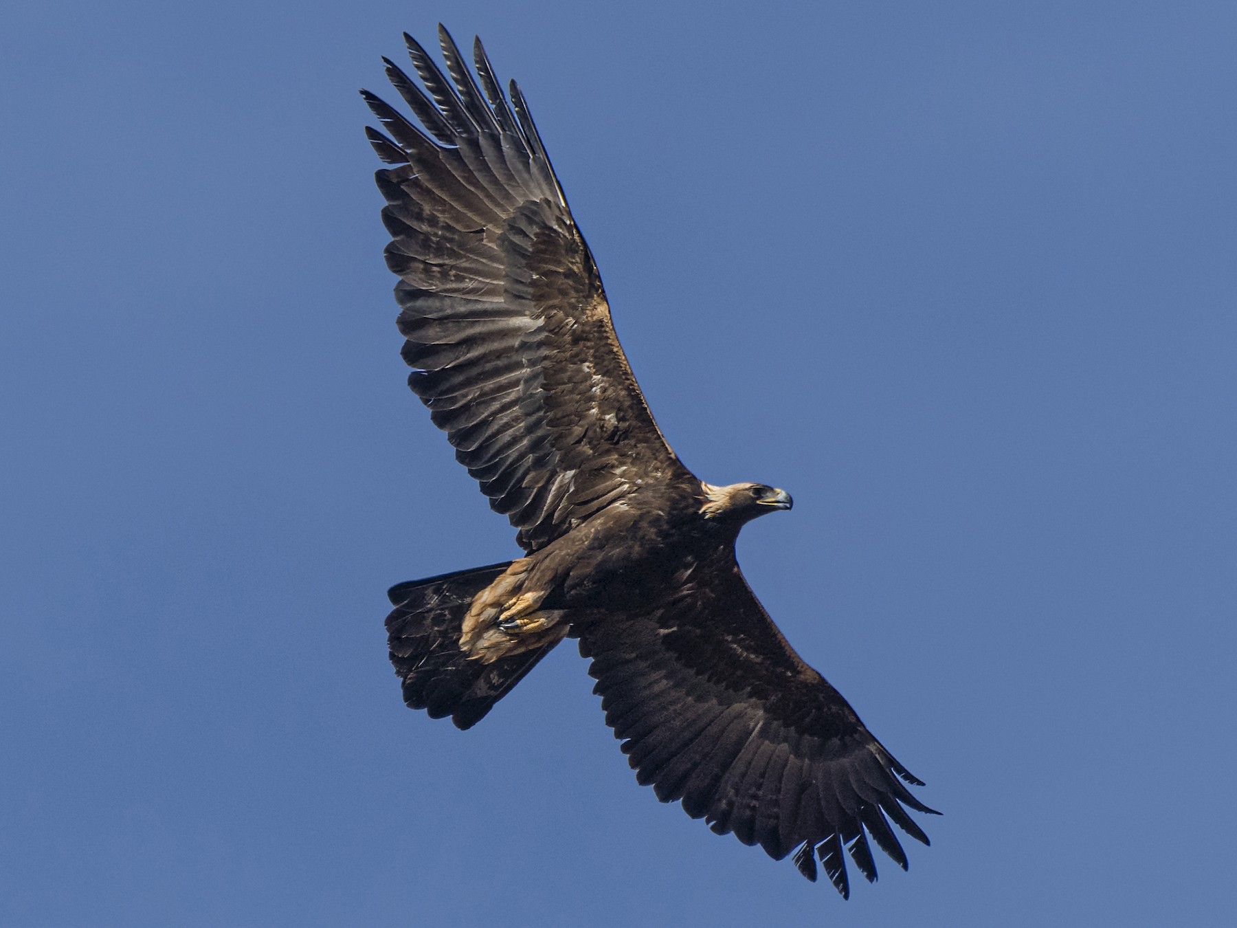 Eagle. Golden eagle head detail. Aquila chrysaetos