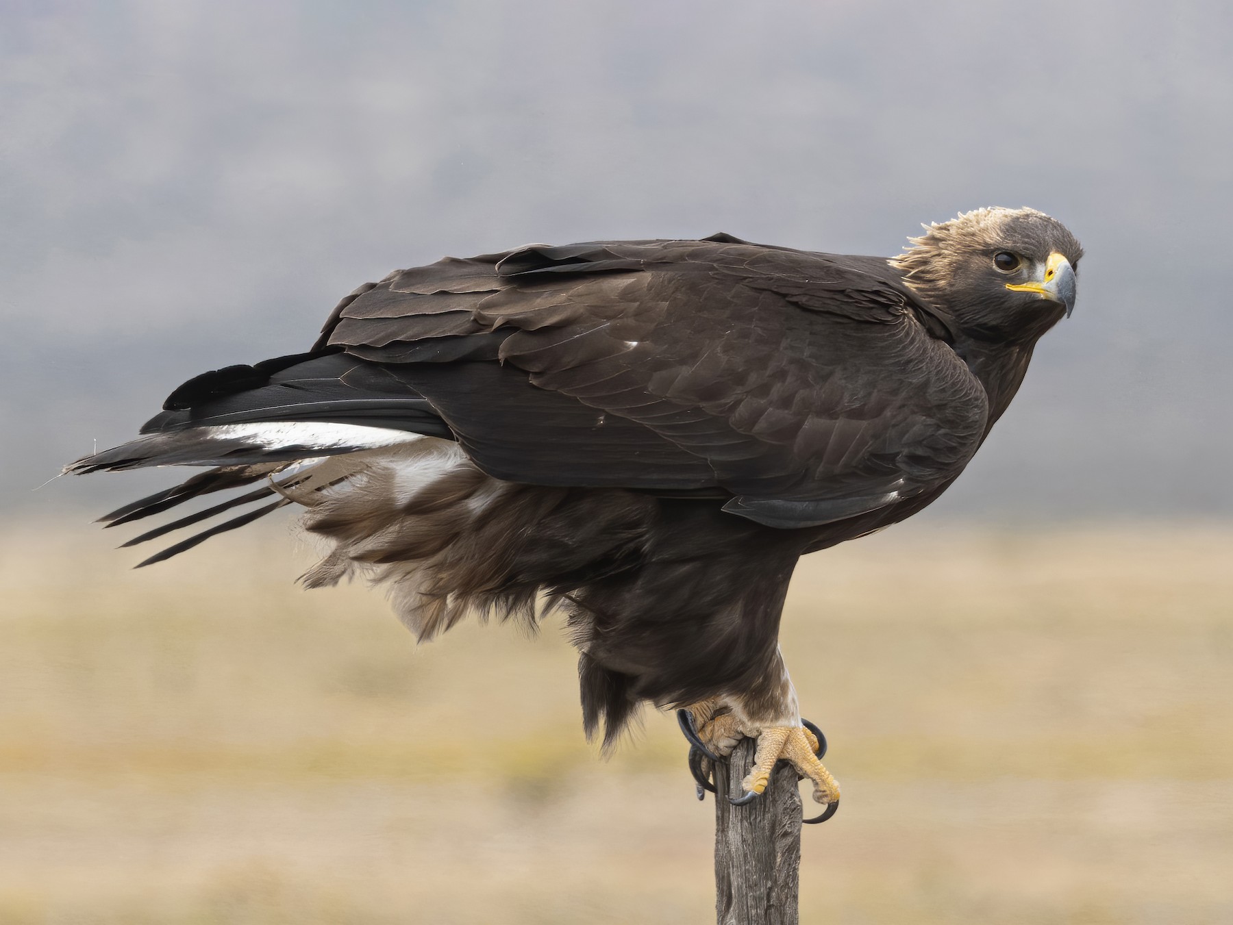 Golden Eagle - Ebird