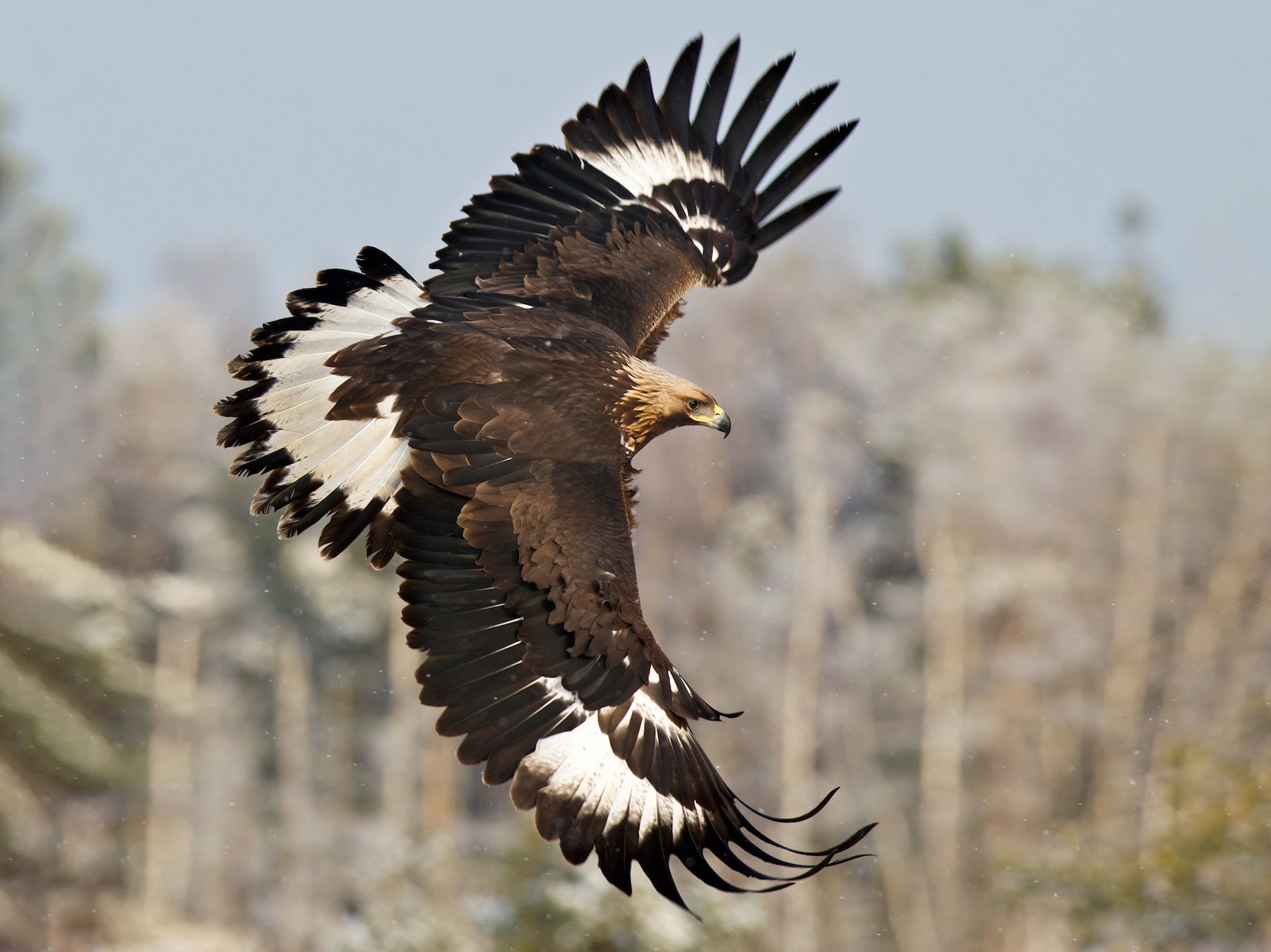 golden eagle diving