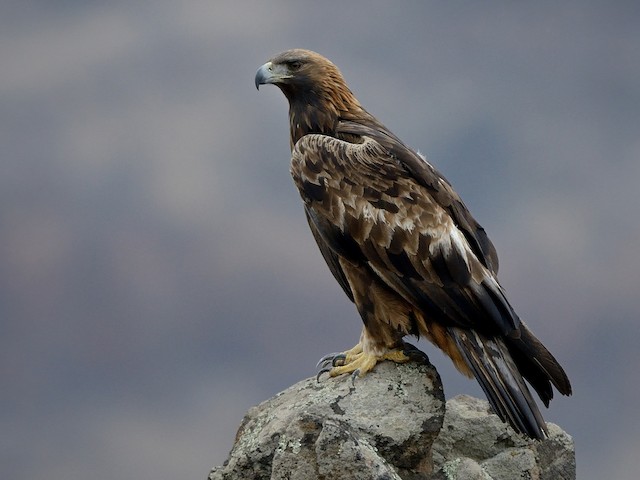 Photos - Golden Eagle - Aquila chrysaetos - Birds of the World