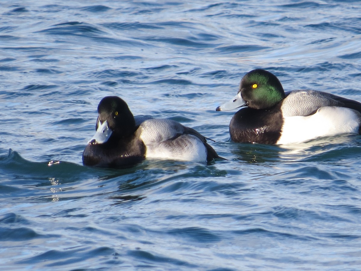 Greater Scaup - ML305366591