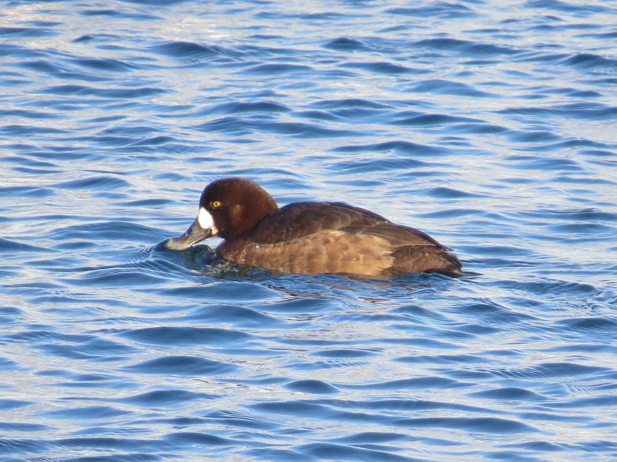 Greater Scaup - ML305366601