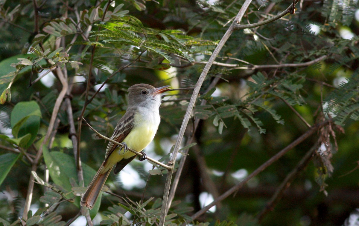 Brown-crested Flycatcher (South American) - ML30537011
