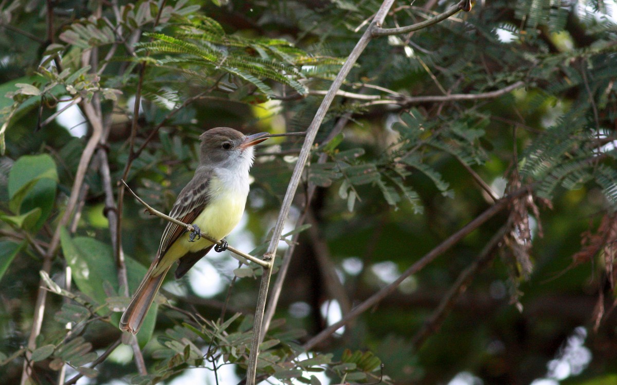 Brown-crested Flycatcher (South American) - ML30537021