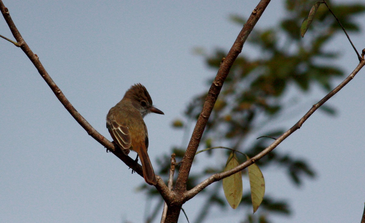 Brown-crested Flycatcher (South American) - ML30537031