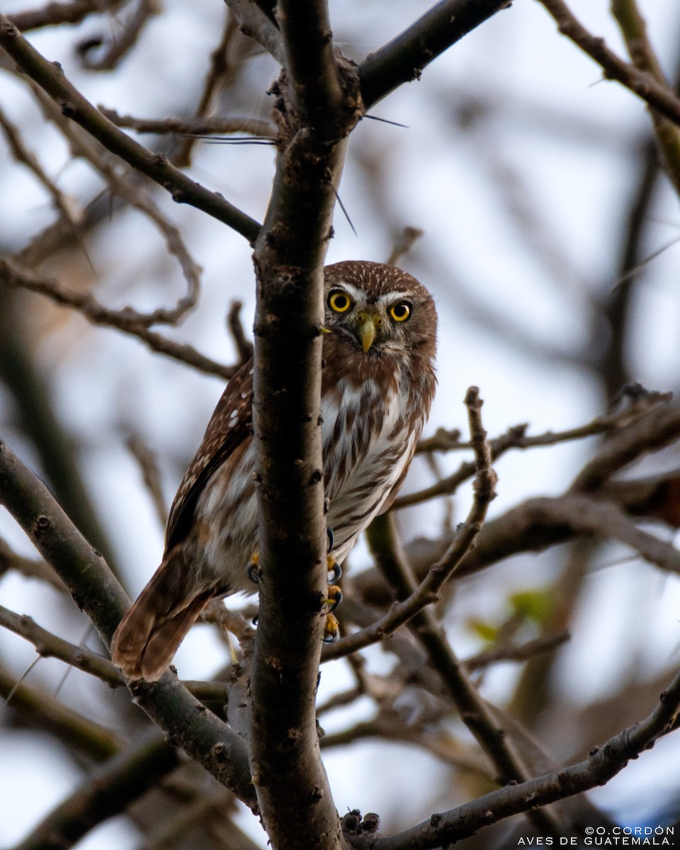 Ferruginous Pygmy-Owl - Oscar  Cordón
