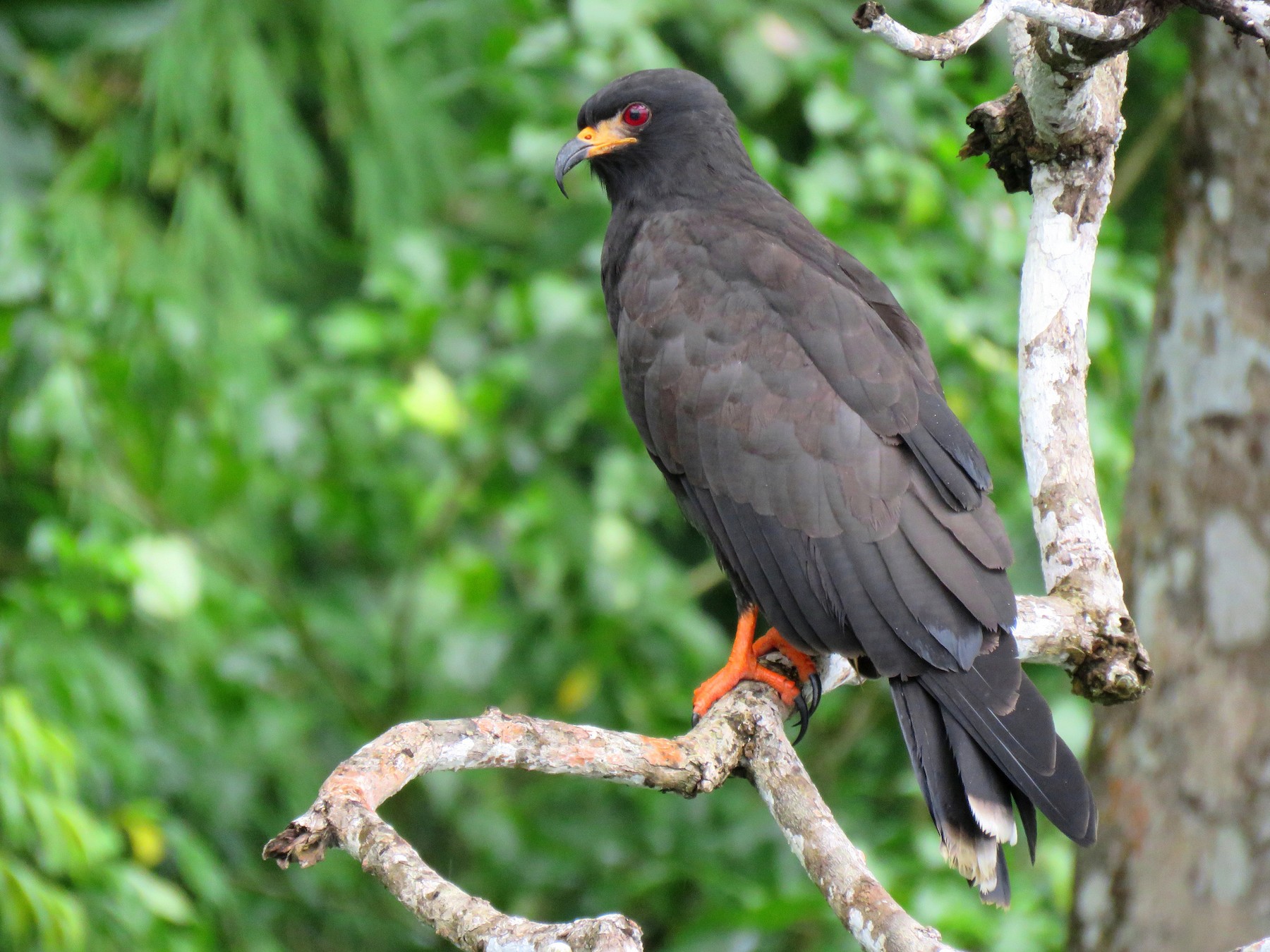 Snail Kite eBird
