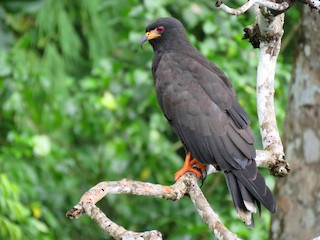 太った鳥 タニシトビ - eBird