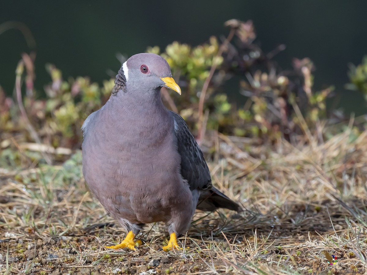 Band-tailed Pigeon - ML305373861
