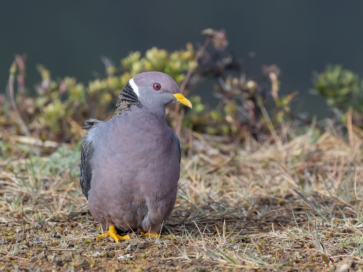 Band-tailed Pigeon - ML305374041