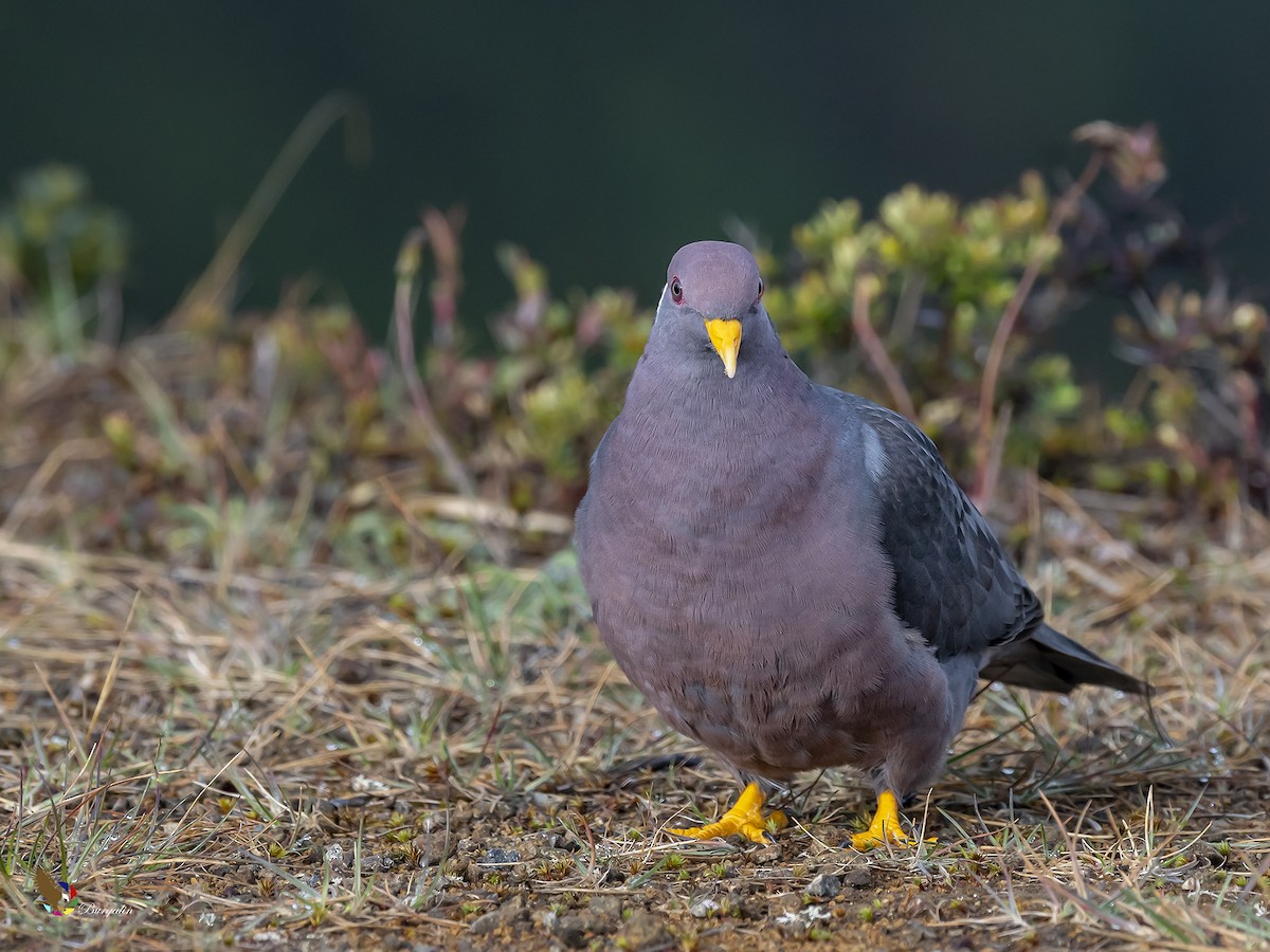 Band-tailed Pigeon - ML305374051
