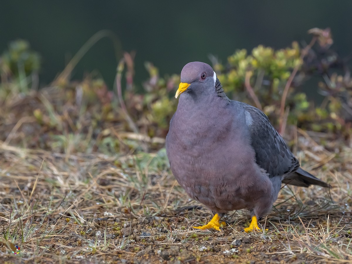 Band-tailed Pigeon - ML305374071