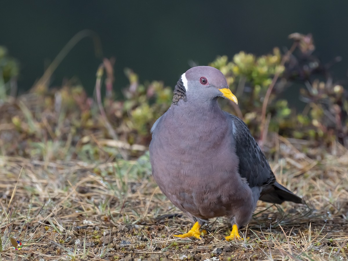 Band-tailed Pigeon - ML305374081