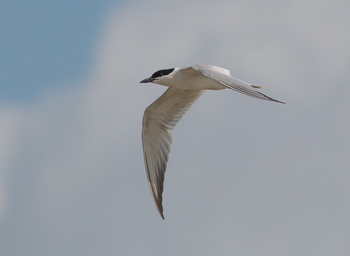 Gull-billed Tern - Joel Strong