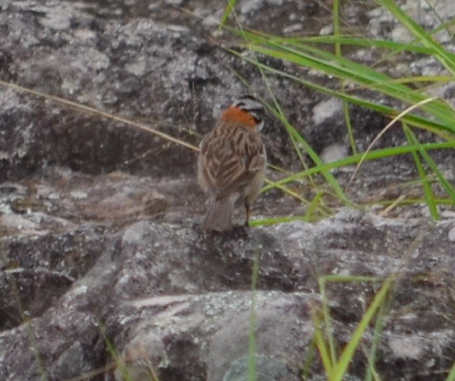 Rufous-collared Sparrow - ML305377631
