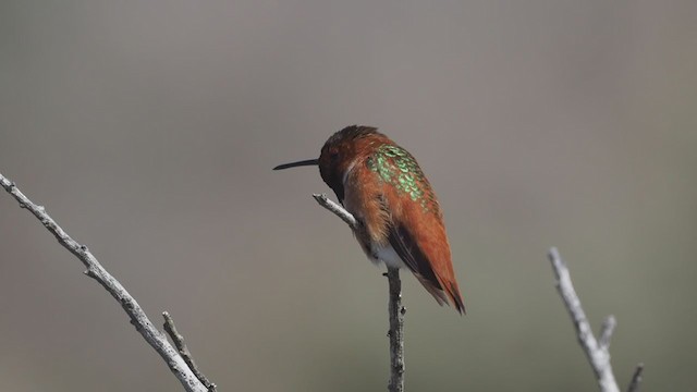Allen's Hummingbird - ML305378521