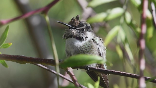 Costa's Hummingbird - ML305378631