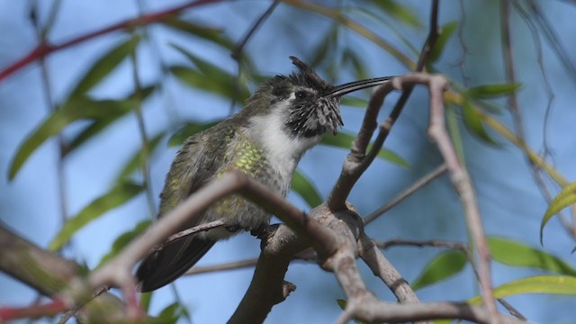 Costa's Hummingbird - ML305383201