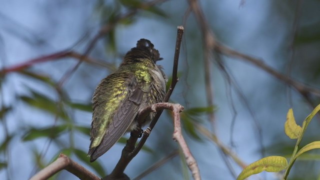 Costa's Hummingbird - ML305384651