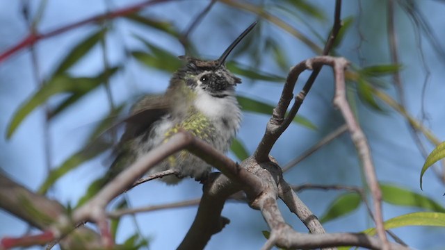 Costa's Hummingbird - ML305384751