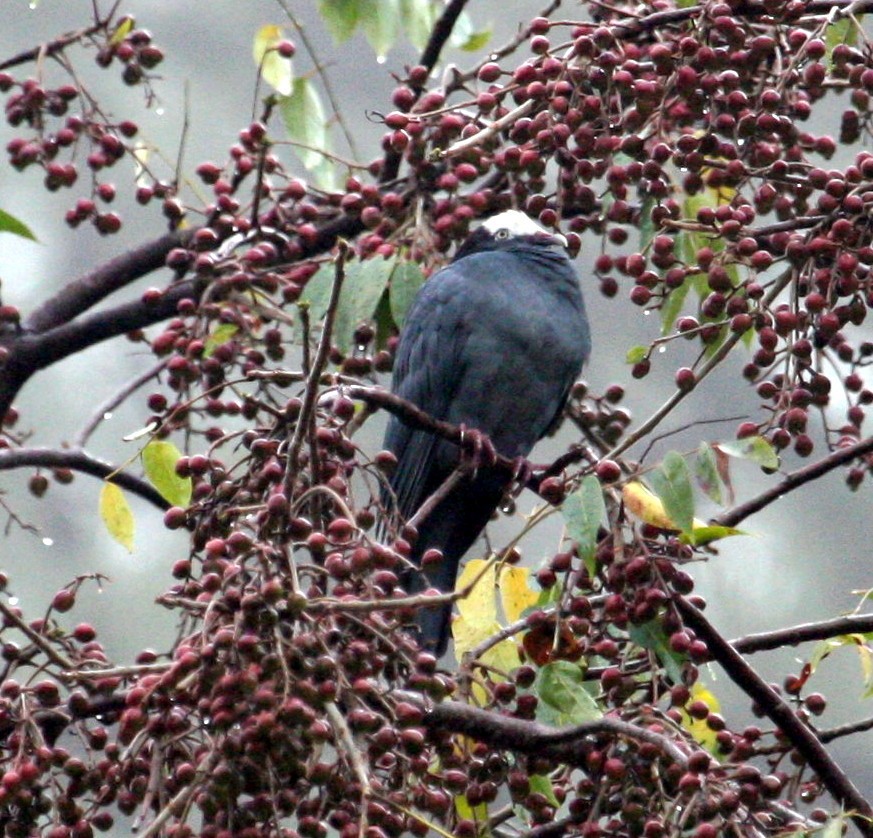 White-crowned Pigeon - ML305394171