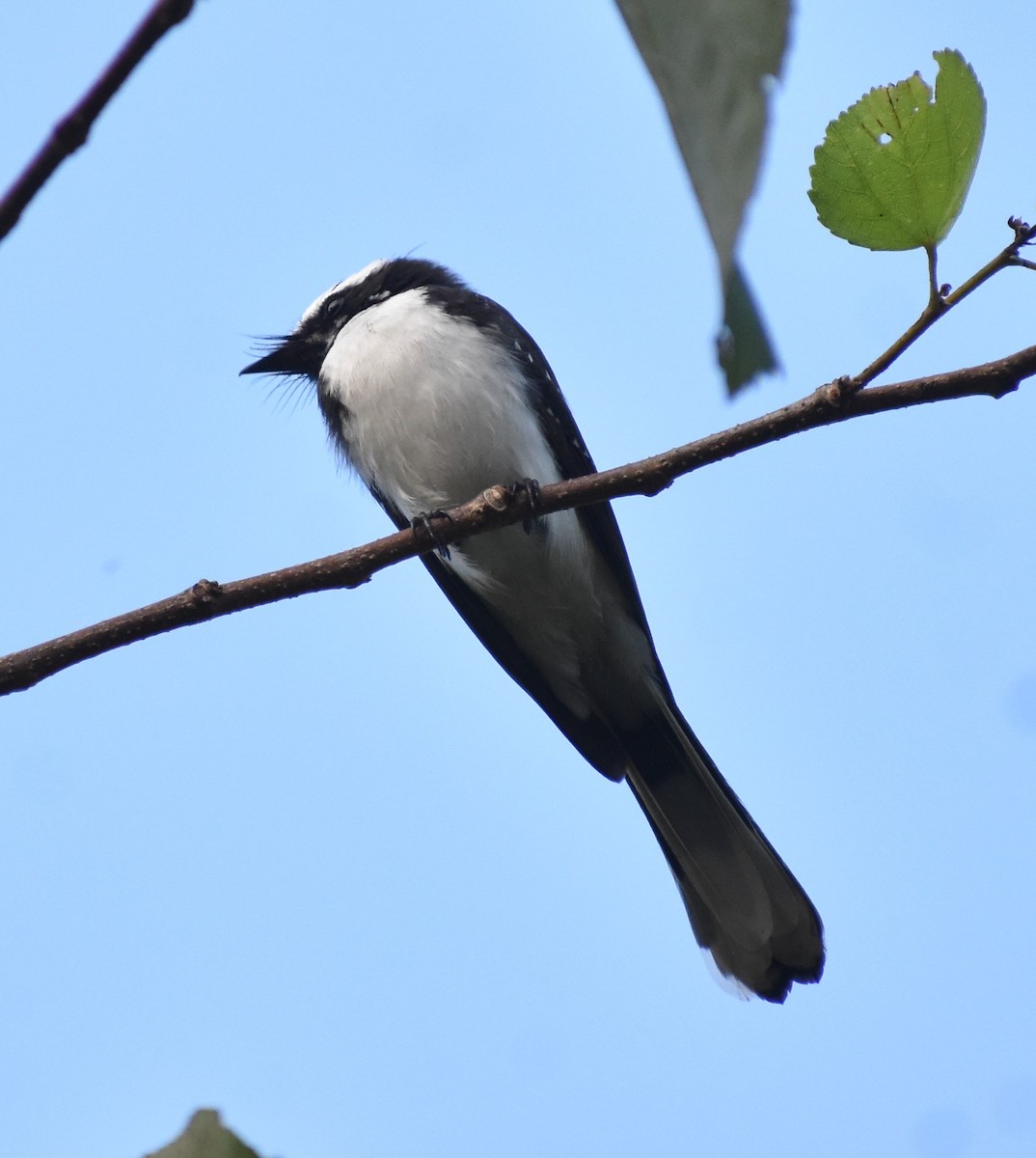 White-browed Fantail - ML305395901