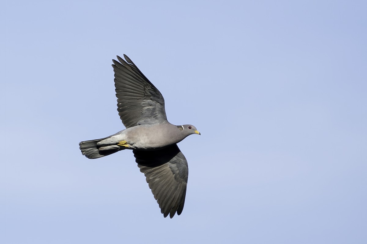 Band-tailed Pigeon - ML305399061