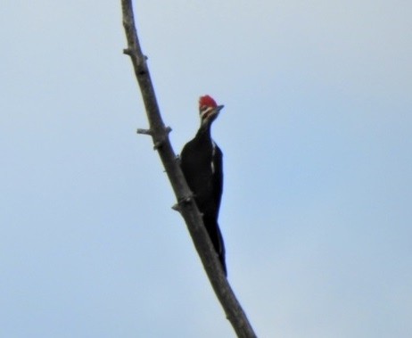 Pileated Woodpecker - ML305400041