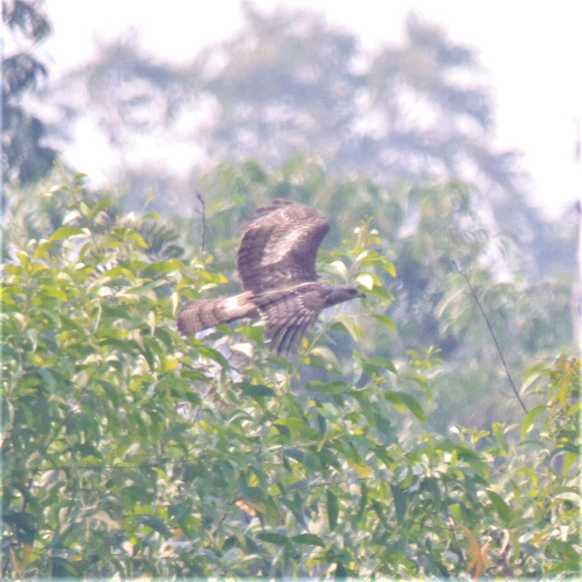 Oriental Honey-buzzard - ML305401491