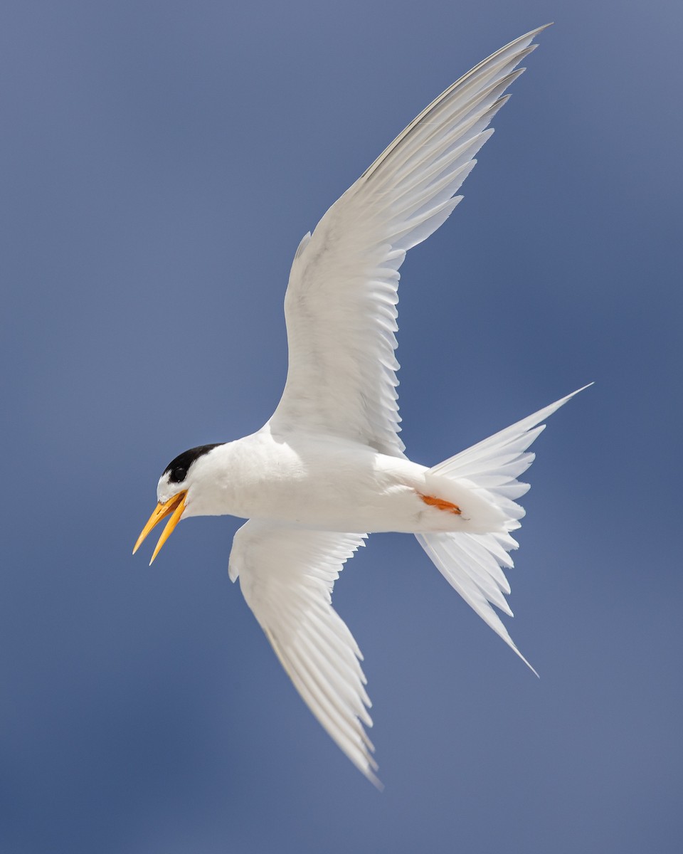 Australian Fairy Tern - Louis Backstrom