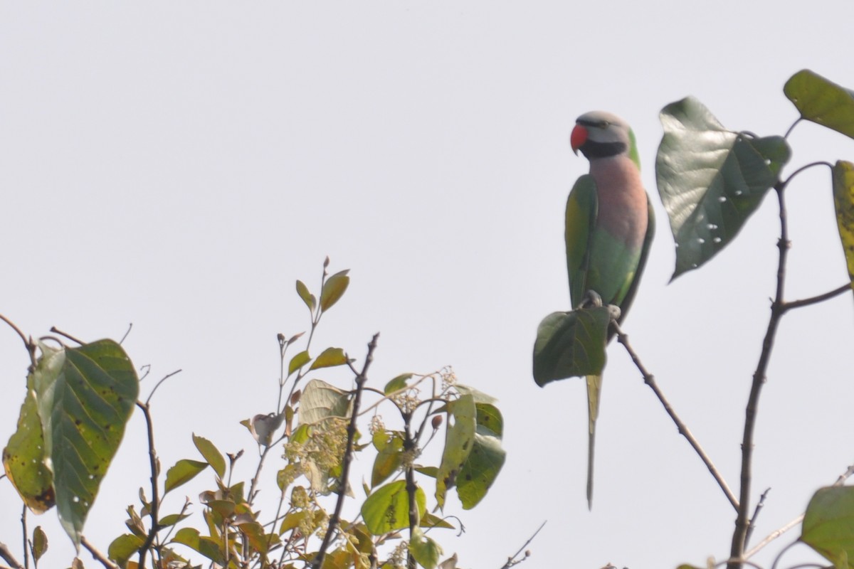 Red-breasted Parakeet - Zakhuma Don