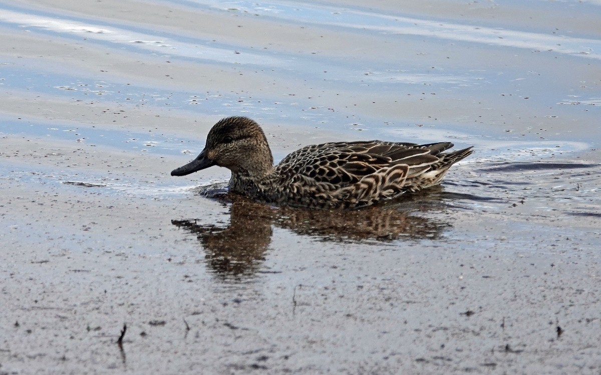 Green-winged Teal - Dave Hayden