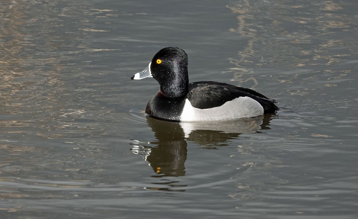 Ring-necked Duck - ML305409811