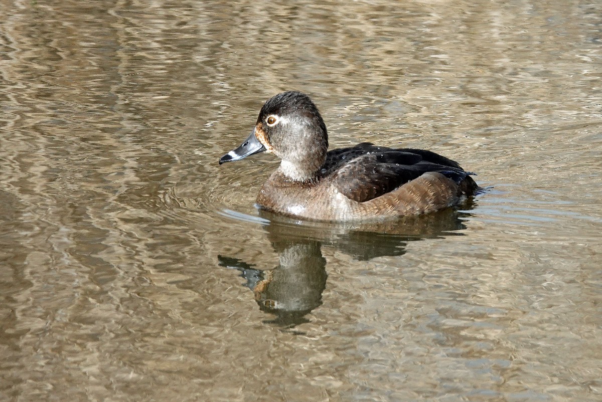Ring-necked Duck - Dave Hayden