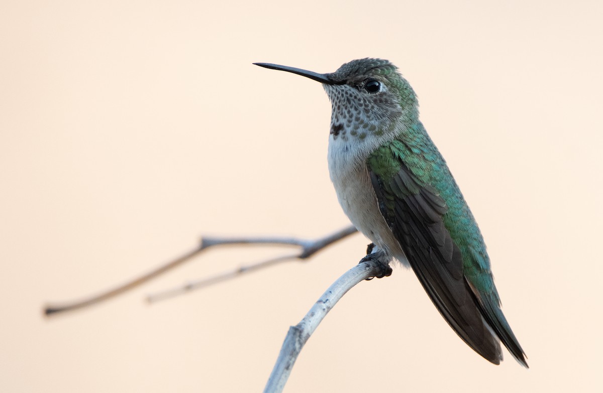 Broad-tailed Hummingbird - Levi Plummer