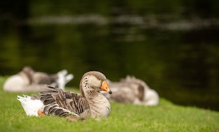Graylag Goose, ML305419401