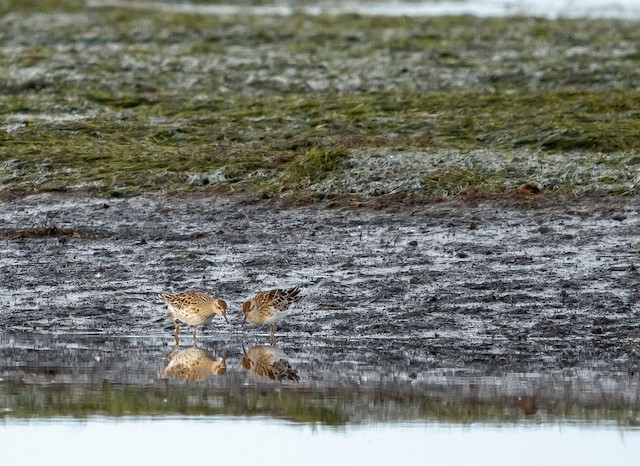 Two birds foraging in their overwintering habitat; Southland, New Zealand. - Sharp-tailed Sandpiper - 