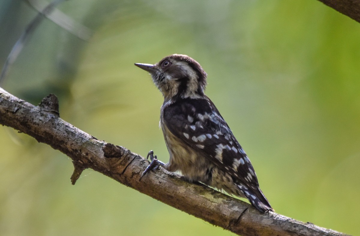 Brown-capped Pygmy Woodpecker - ML305422721
