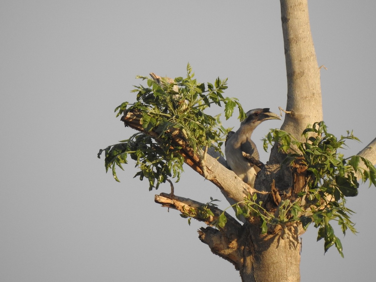 Indian Gray Hornbill - Ranjeet Singh