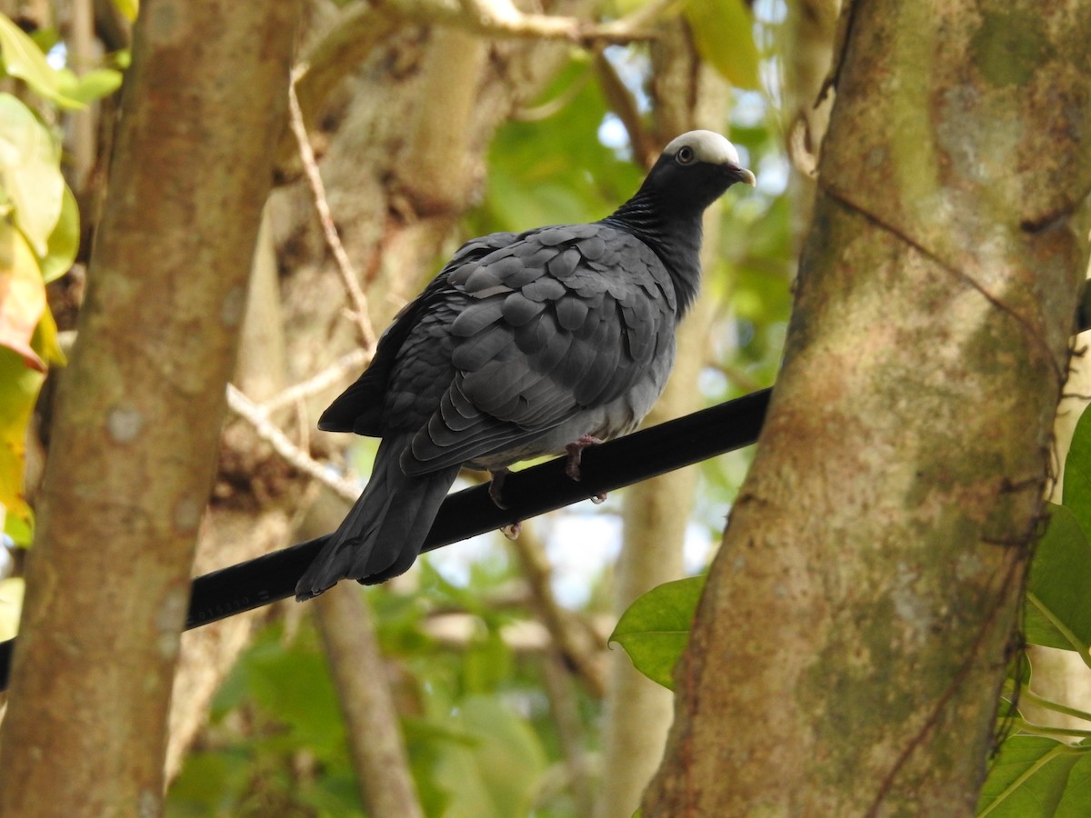 White-crowned Pigeon - ML305425251