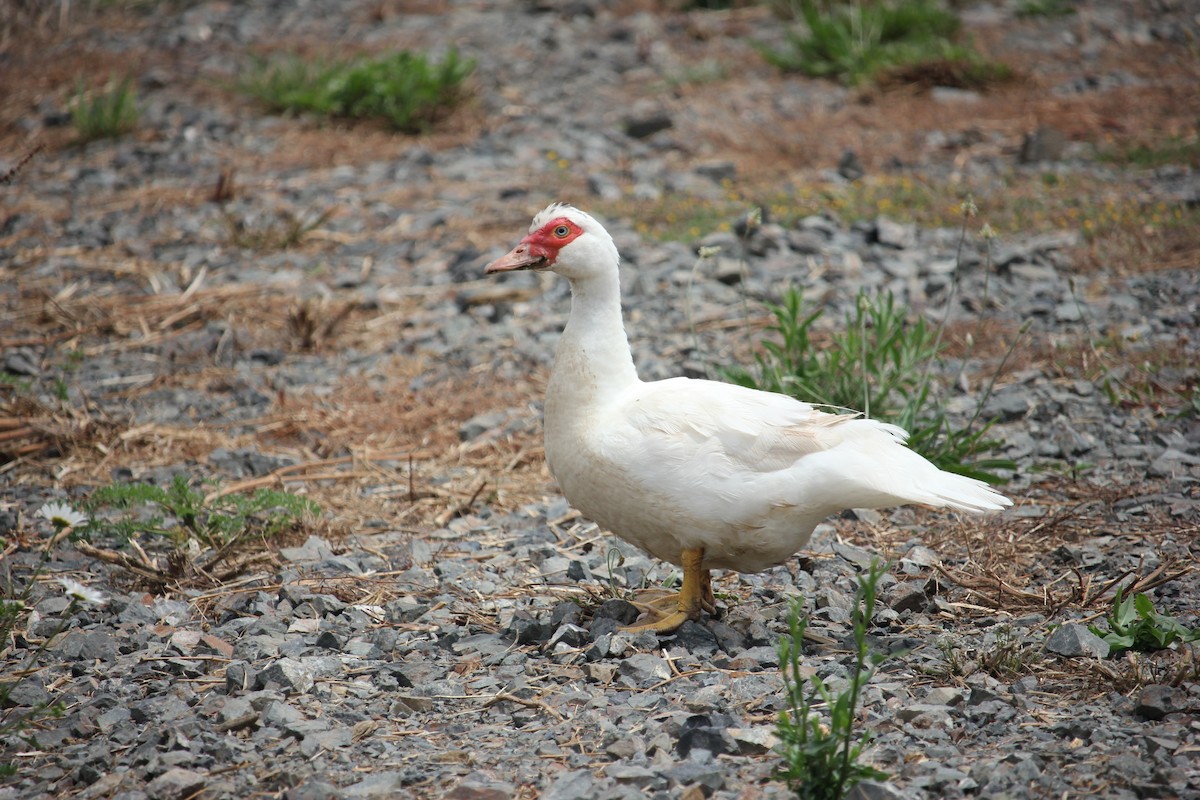 Muscovy Duck (Domestic type) - ML305426341