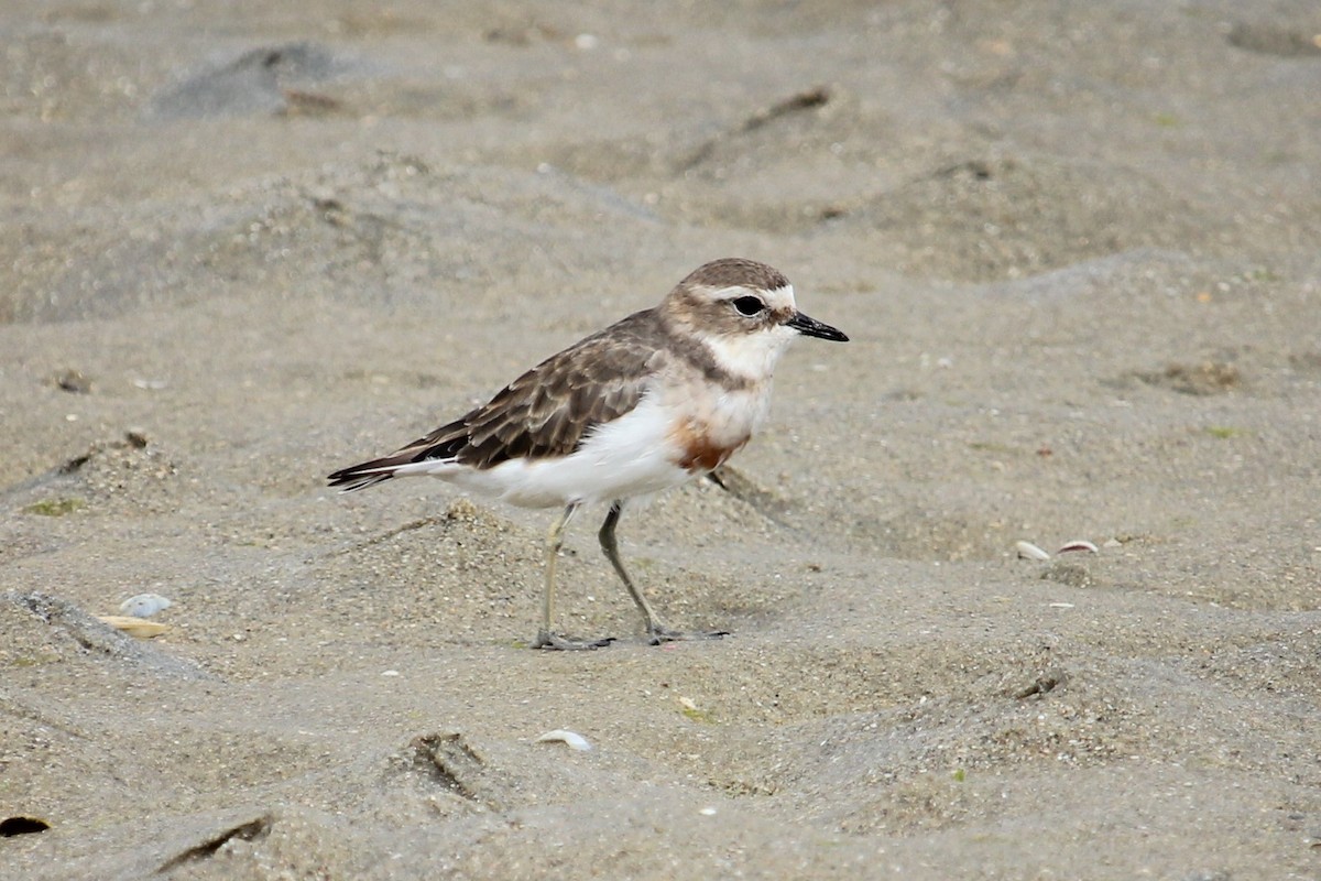 Double-banded Plover - Darron Gedge