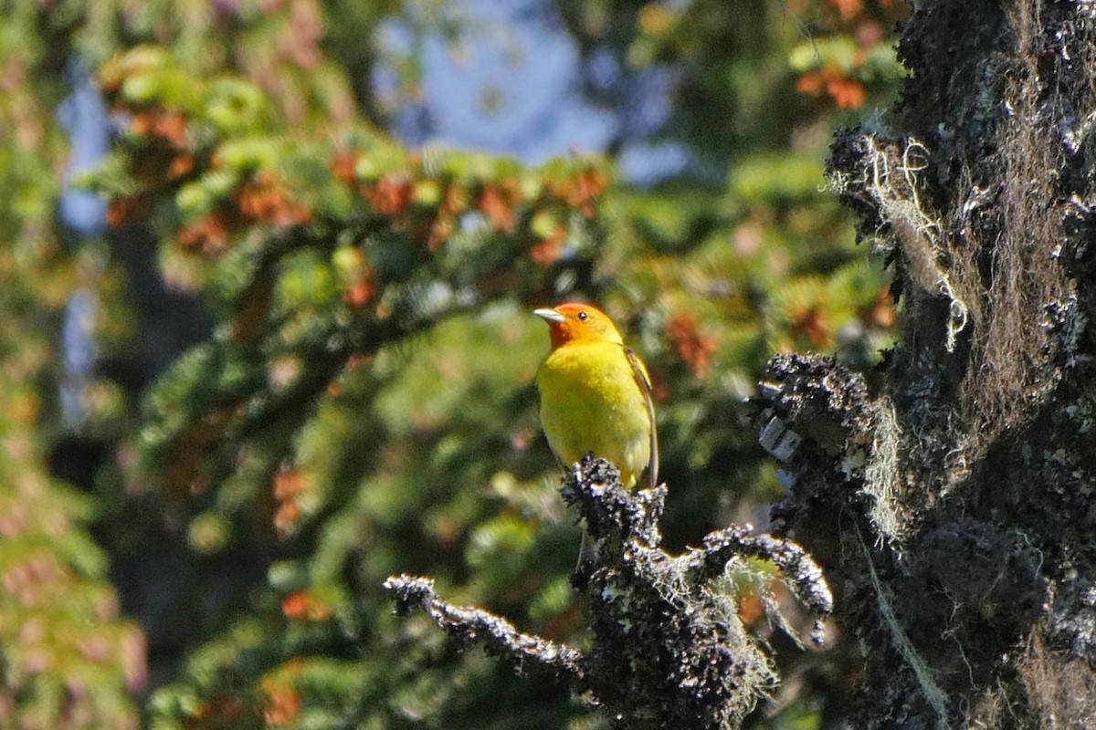 Western Tanager - ML30542781