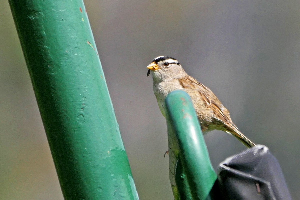 White-crowned Sparrow (pugetensis) - ML30542841