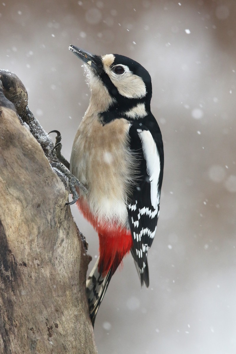 Great Spotted Woodpecker - ML305434711