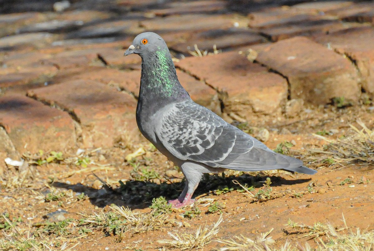 Rock Pigeon (Feral Pigeon) - Juan van den Heever